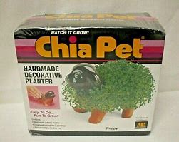 Image result for original chia pet