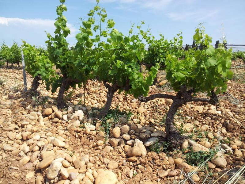 Châteauneuf-du-Pape: The Regal from Rhône