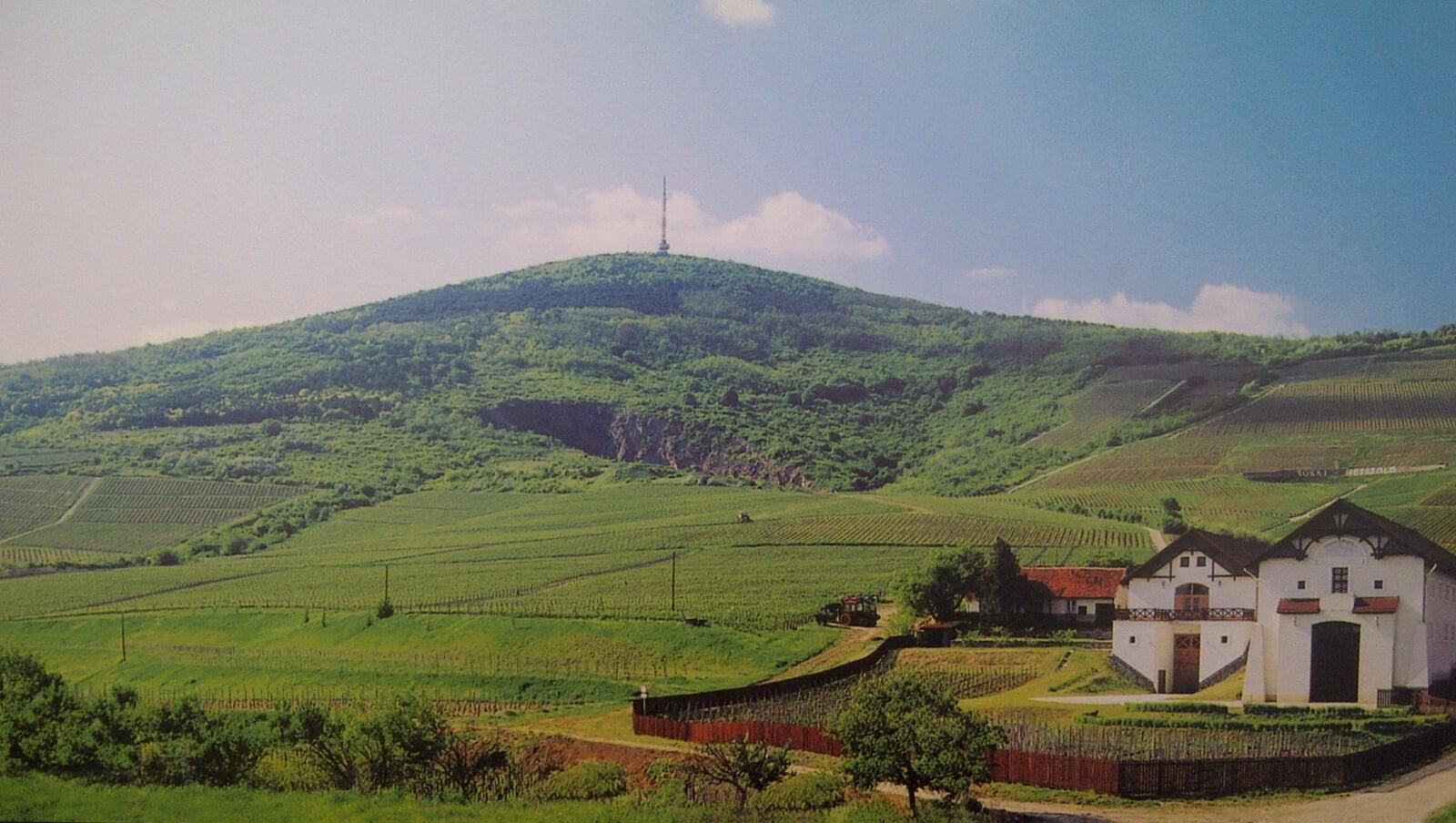 Wines of Hungary